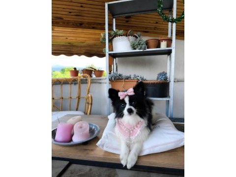 Özel görünümlü black white pomeranian