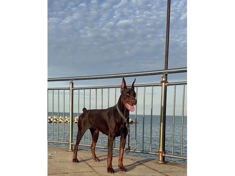 Fcı şecereli kızanı yakın 22 aylık doberman