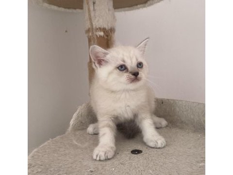 Ankaranın en orijinal cins yavru kedileri