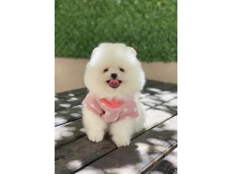 Pomeranian boo ve farklı ırklar
