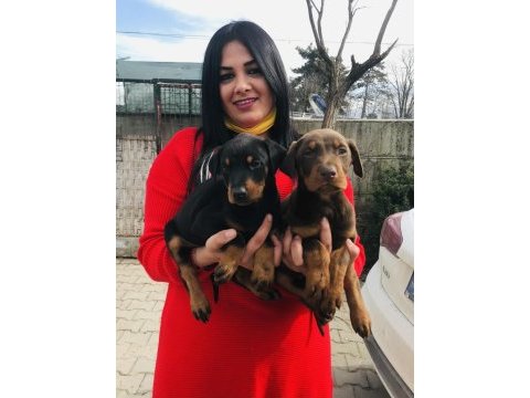 Mükemmel king doberman yavrularım