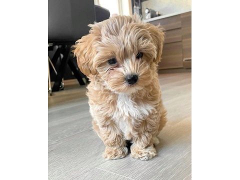 Maltipoo yavruları acık ve esmer renk çeşitlerr