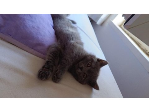 2 aylık yavru british longhair
