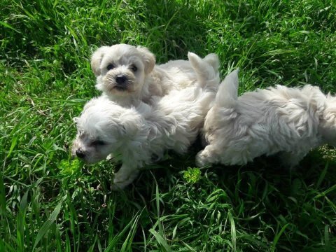 Maltese terrier bebekler