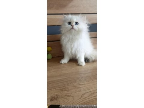 British shorthair ny1233 erkek