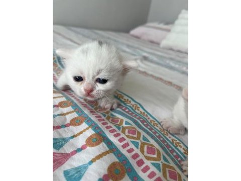 Ücretsiz sahiplendirme kedimiz