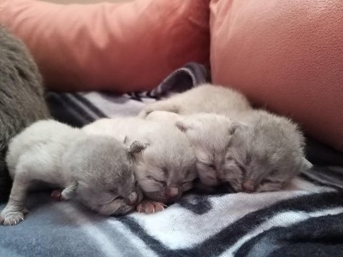 Scottish fold blue point yavrular