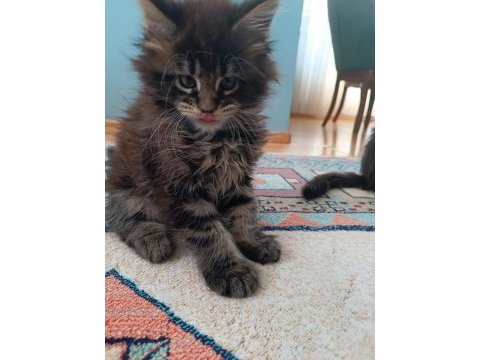 Maine coon kedimiz