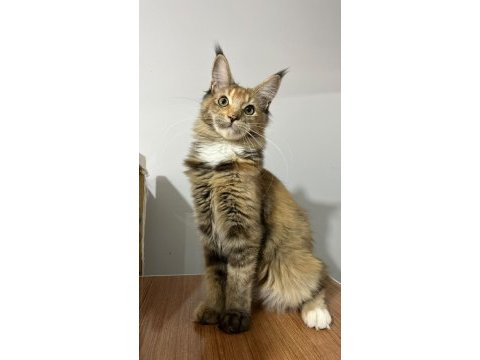 Black tortie isabella maine coon