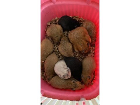 Suriye hamsteri