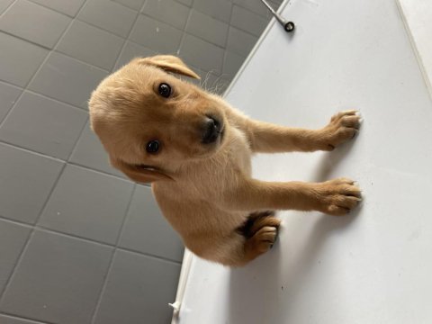 40 günlük has golden retriever