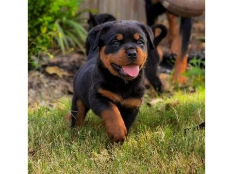 Rottweiler 2 - 2.5 erkek - dişi üst düzey yavrular