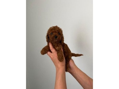Red brown toy poodle yavrum