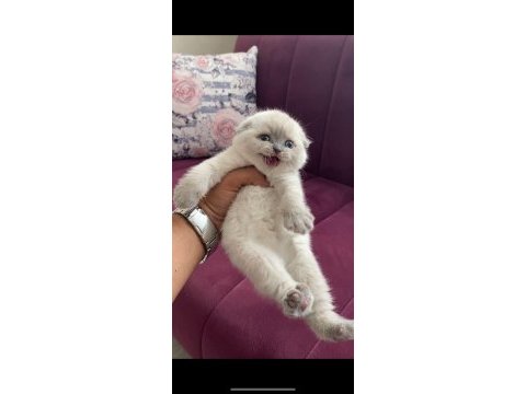 Safkan orjinal ırk british shorthair yavrularımız