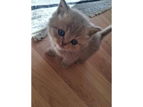 Blue golden british longhair yavrular