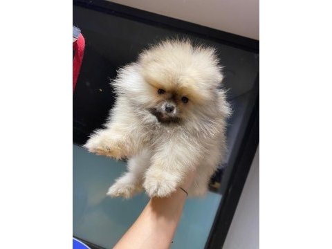Üst kalite pomeranian boo erkek güzeli