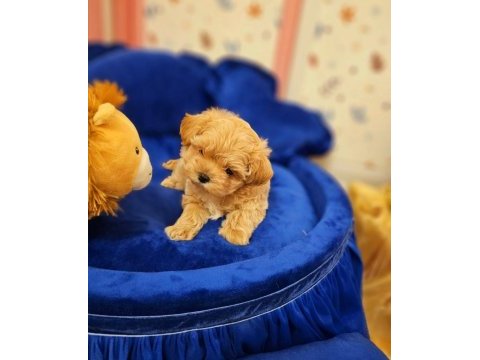 Eğitimli kore kan maltipoo bebeklerimiz