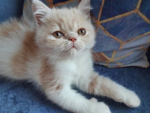 2.5 aylık exotic shorthair