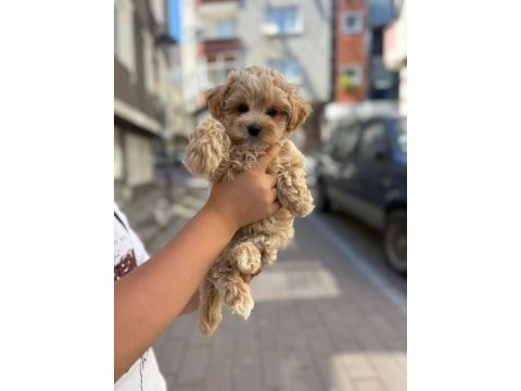 Orjinal maltipo yabrularımız