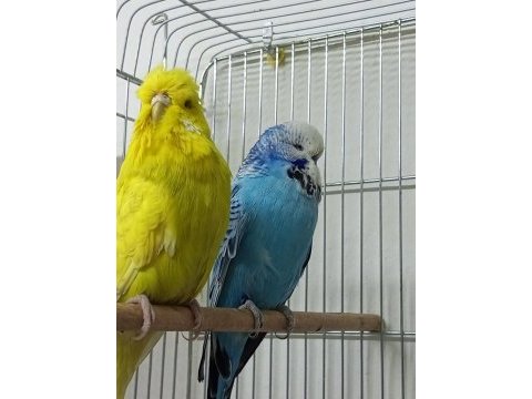 Yeni eş jumbo şov jumbo ve albino muhabbet kuşlar