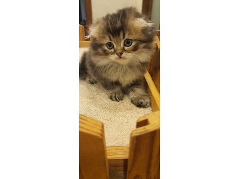 British fold longhair