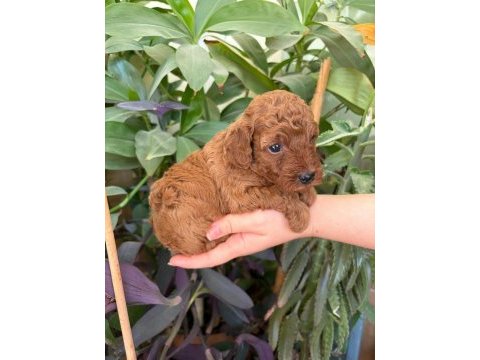 Ev doğumlu ailemizde büyüyen toy poodle yavrularım