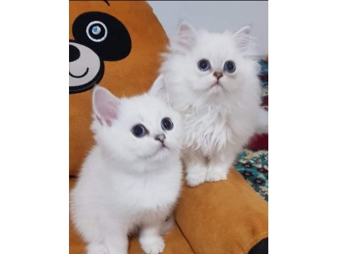 Scottish straight ve scottish fold yavrular