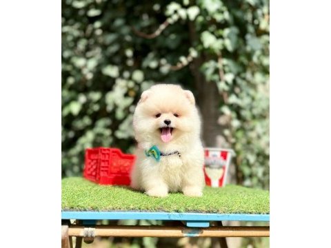 Pomeranian boo teddy bear saf en mini yavrular