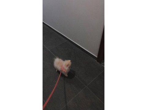 3 aylık dişi pomeranian boo