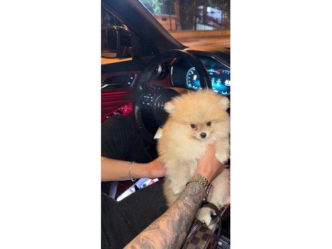Pomeranian boo 4 aylık