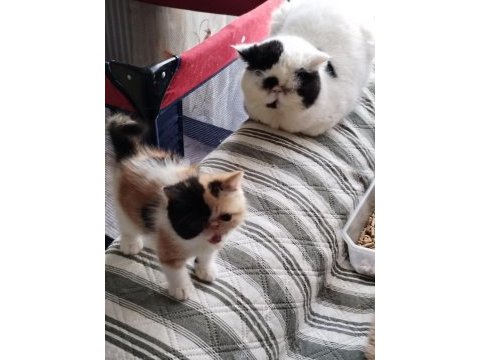 Minik exotic shorthair kızımıza yuva