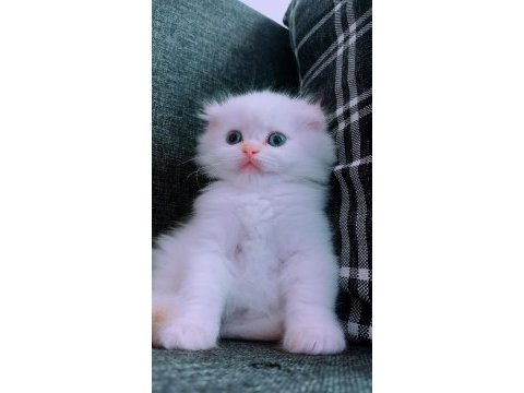 British longhair istanbul içinde ulaşımını sağlıyorum