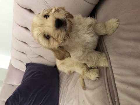 Cockapoo bebekler tüy dökmez çok uygun