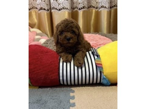 Toy poodle köpekleri