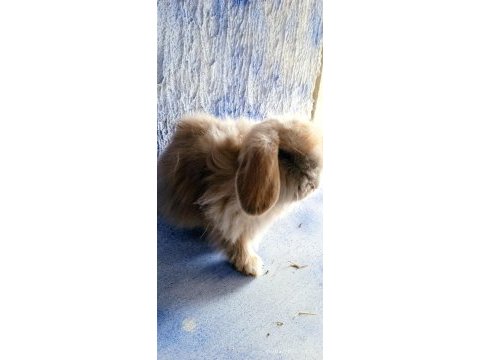 Damızlık altı teddy lop tavşanlar 3 aylık