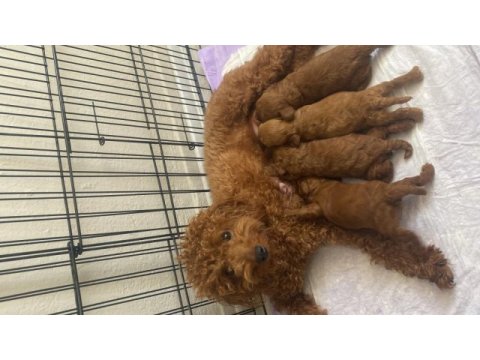 Toy poodle 3 adet