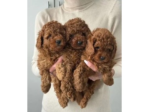 Irk ve sağlık garantili poodle köpekleri