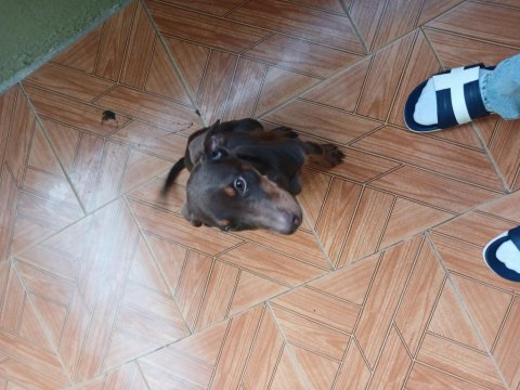 Kızıl doberman köpeği