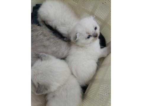 British shorthair scottish fold longhair yavrular