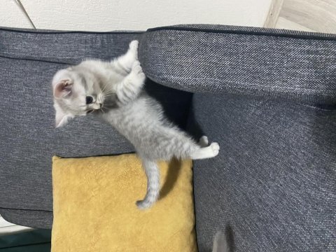 Bir erkek ve bir dişi mevcut kedimiz