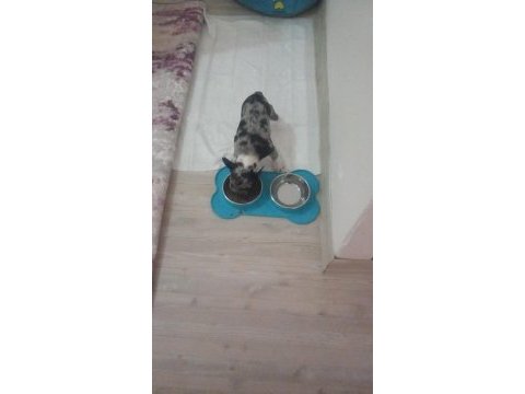 French bulldog merle tan 2,5 aylık erkek