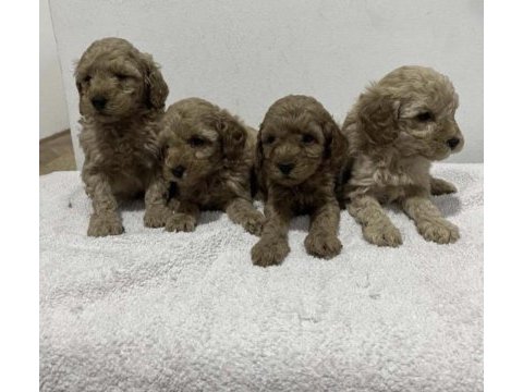 Toy poodle köpekler