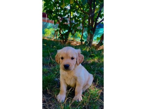 Golden retriever