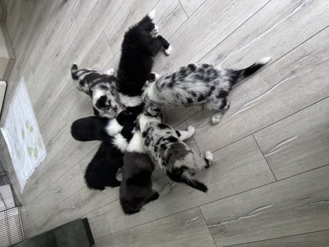 Çiftlik değil ev ortamı border collie