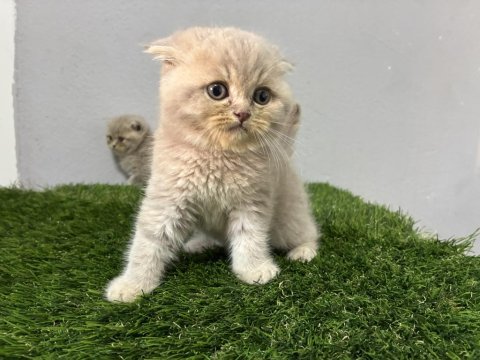 Scottish fold lilac kedimiz