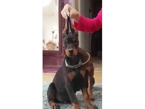 Avrupa doberman yavrularımız estetikli ve estetiksiz