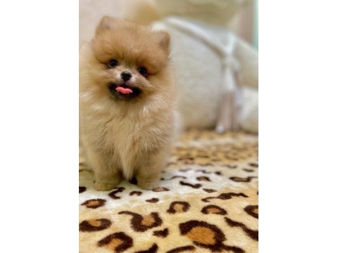 2 aylık pomeranian yavrularım