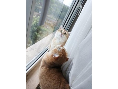 Tamamen ücretsiz british shorthair golden