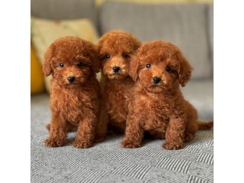 Koyu renk toy poodle yavruları