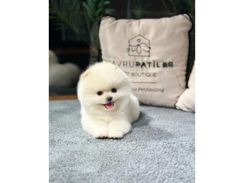 Premium pomeranian yavrular sağlık garantili